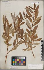 Foto von Salix daphnoides Vill.